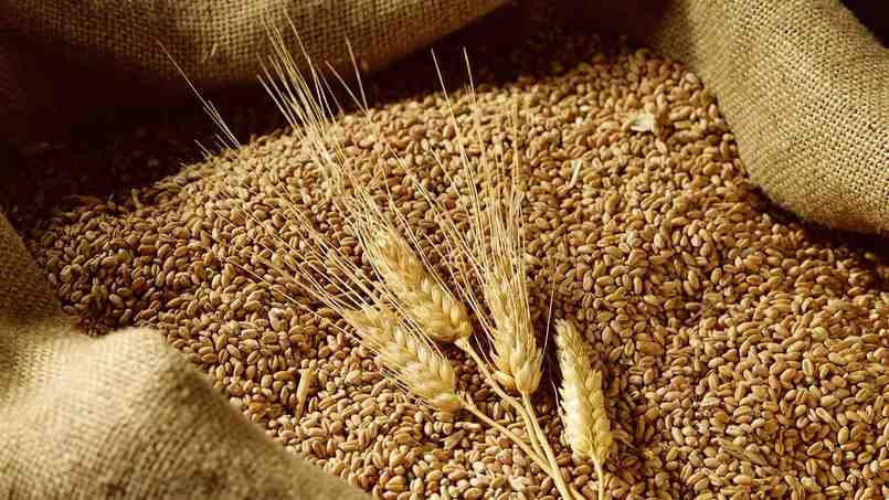 Lúa mì đang là mặt hàng có giá tăng cao chóng mặt